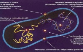 Resistencia a Antibióticos y sus mecanismos- Parte II